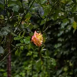 Coral Appartamento